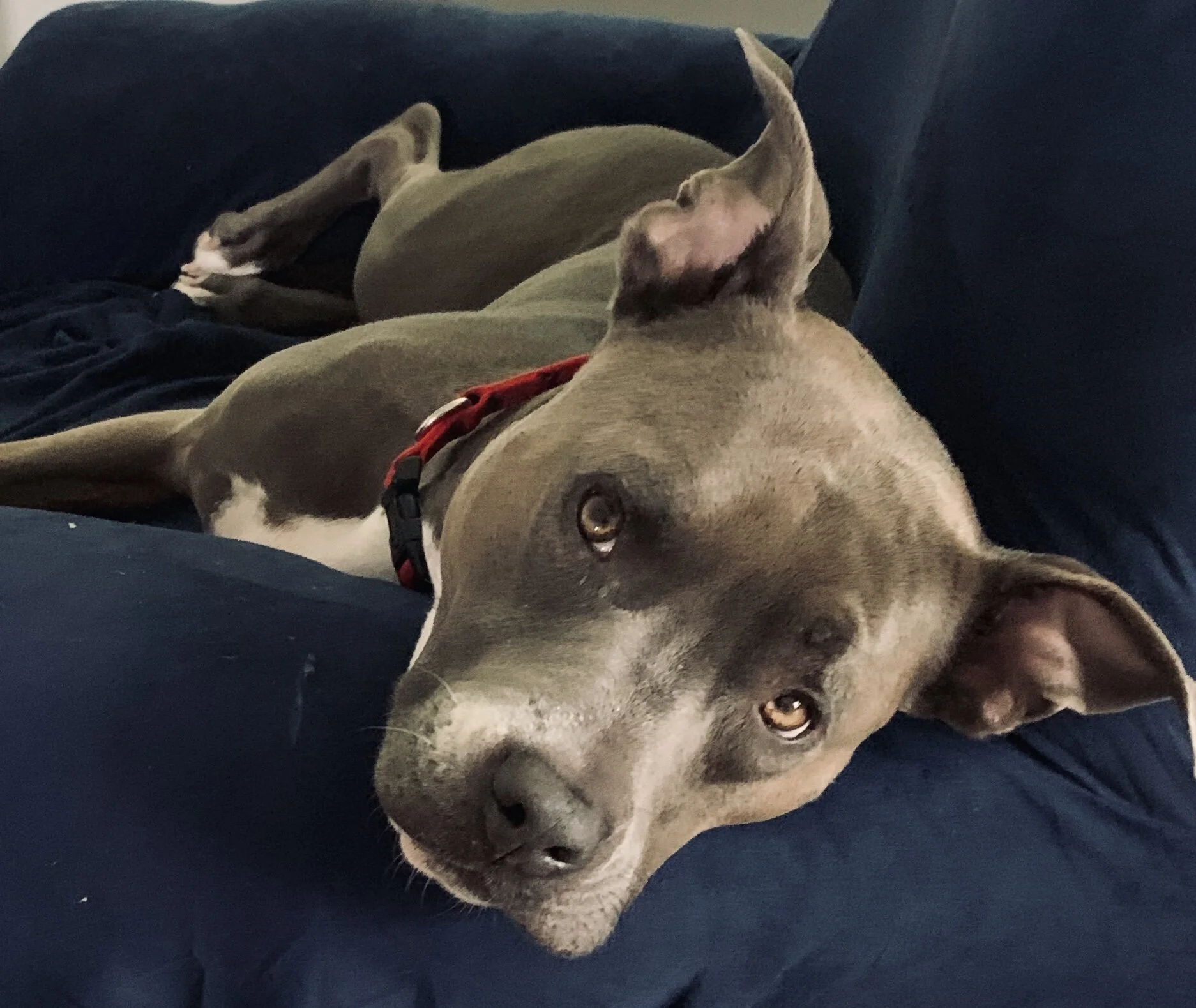 Are You Being Fair To Your Dog