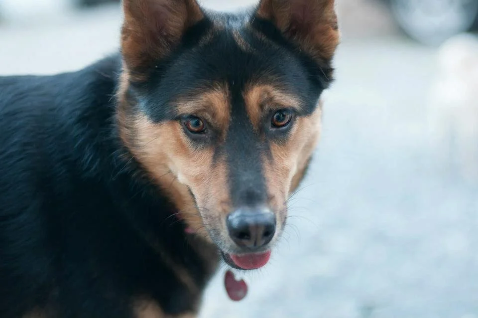 How to Teach Watch Me