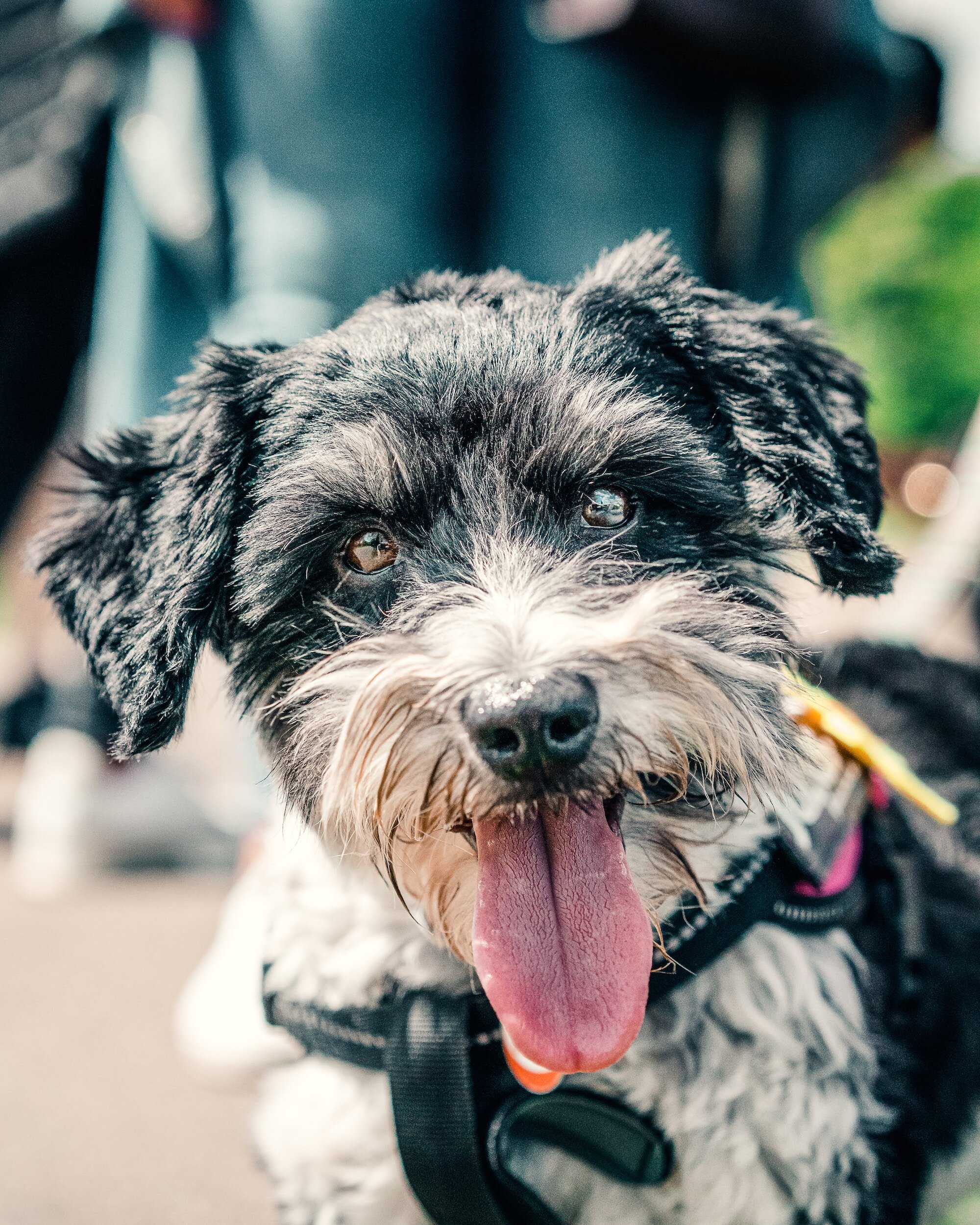 Dog Hair Analysis Testing