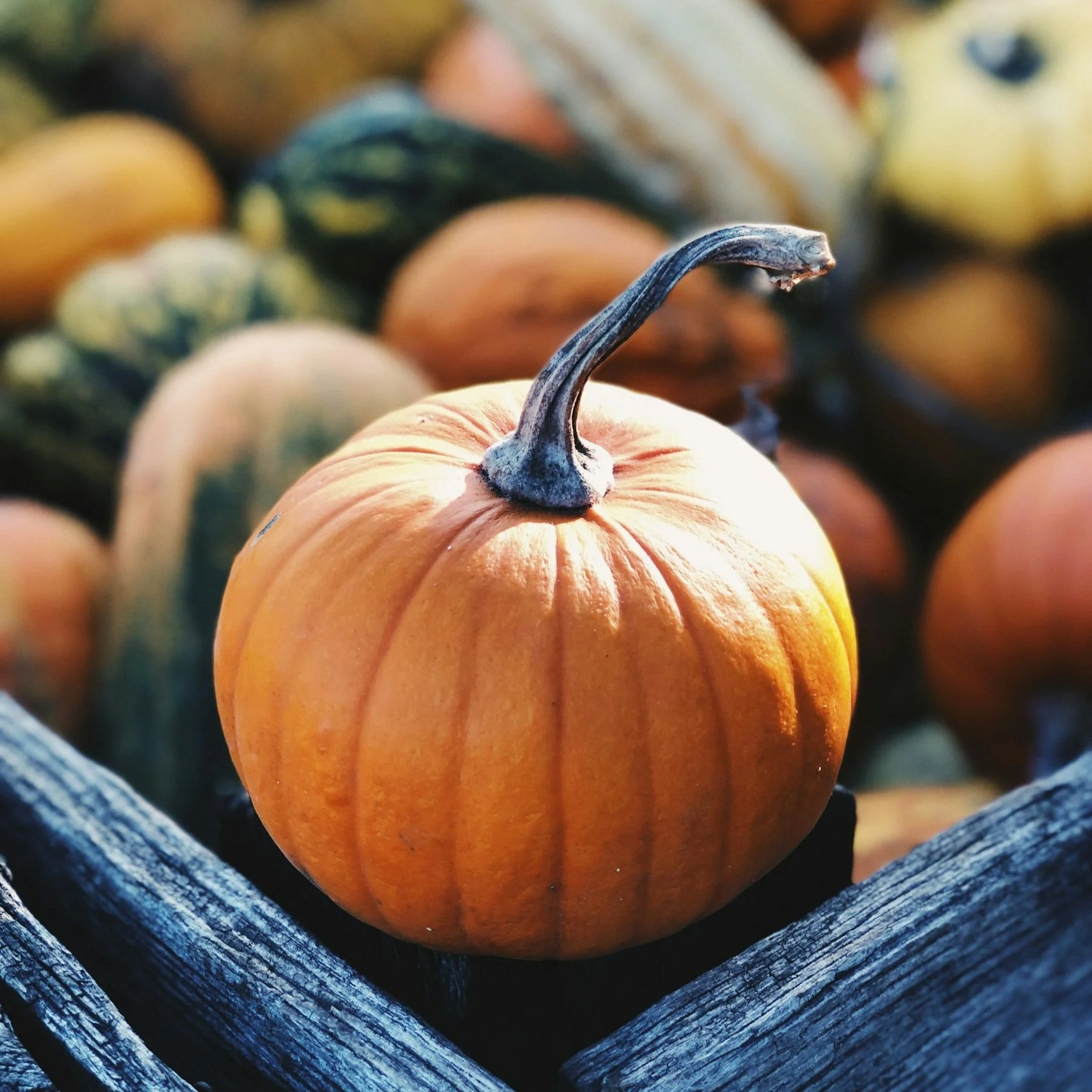 Why Pumpkin Isn’t Always the Best Daily Topper for Dogs