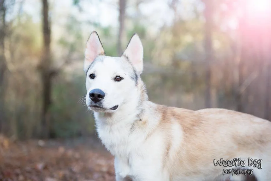 Essential Oils for Dogs: A Gentle Starting Point for Emotional Healing &amp; Recovery