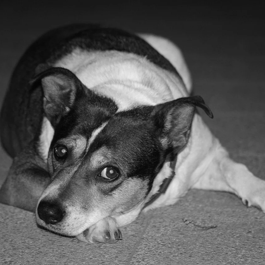 dog with ptsd
