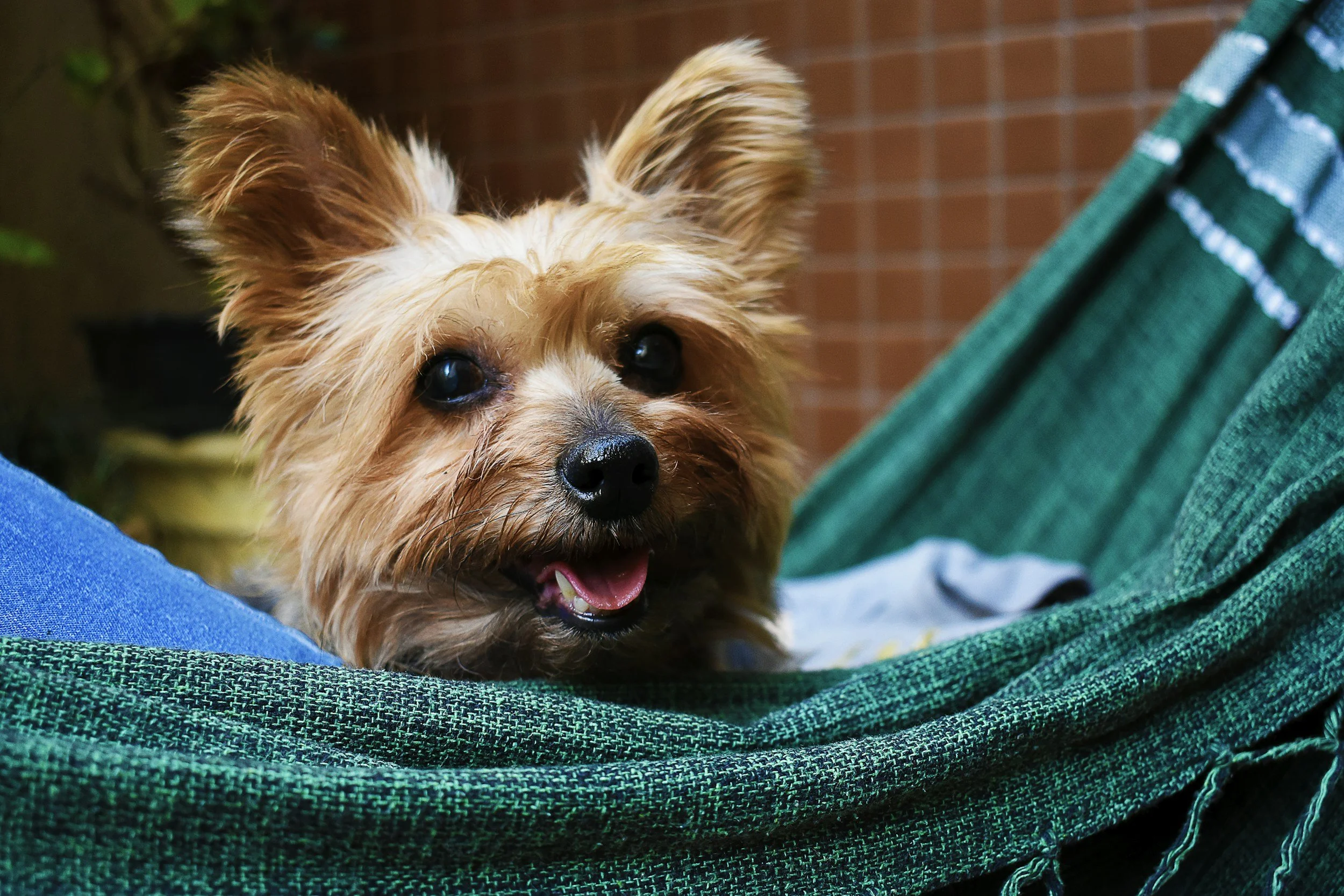 Colitis in Dogs