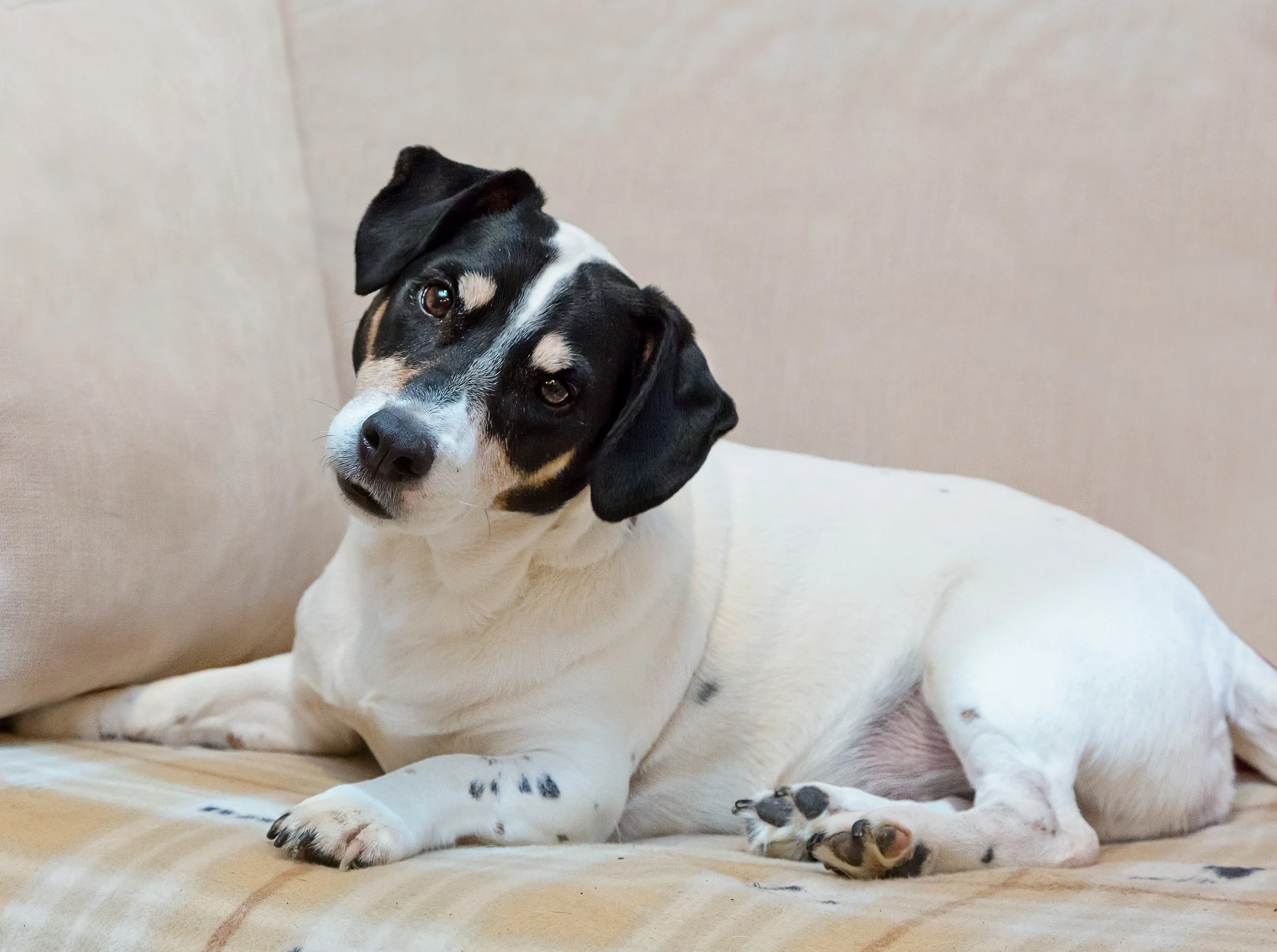 Getting Rid of Active Flea Infestations Naturally