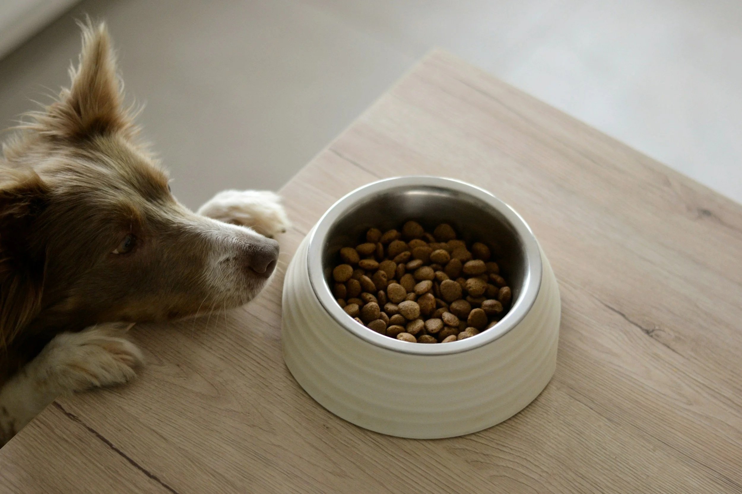 Nutrition for Itchy Dogs
