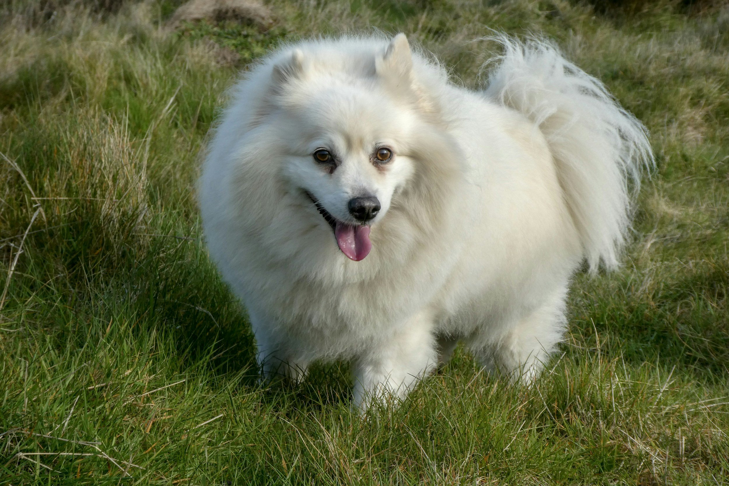 white fluffy dog pomeranian