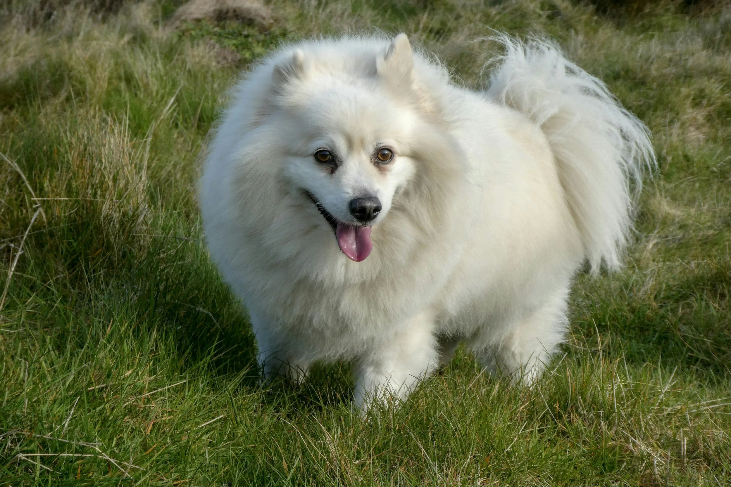 Herbs and Mushrooms for Dogs With Cancer: 