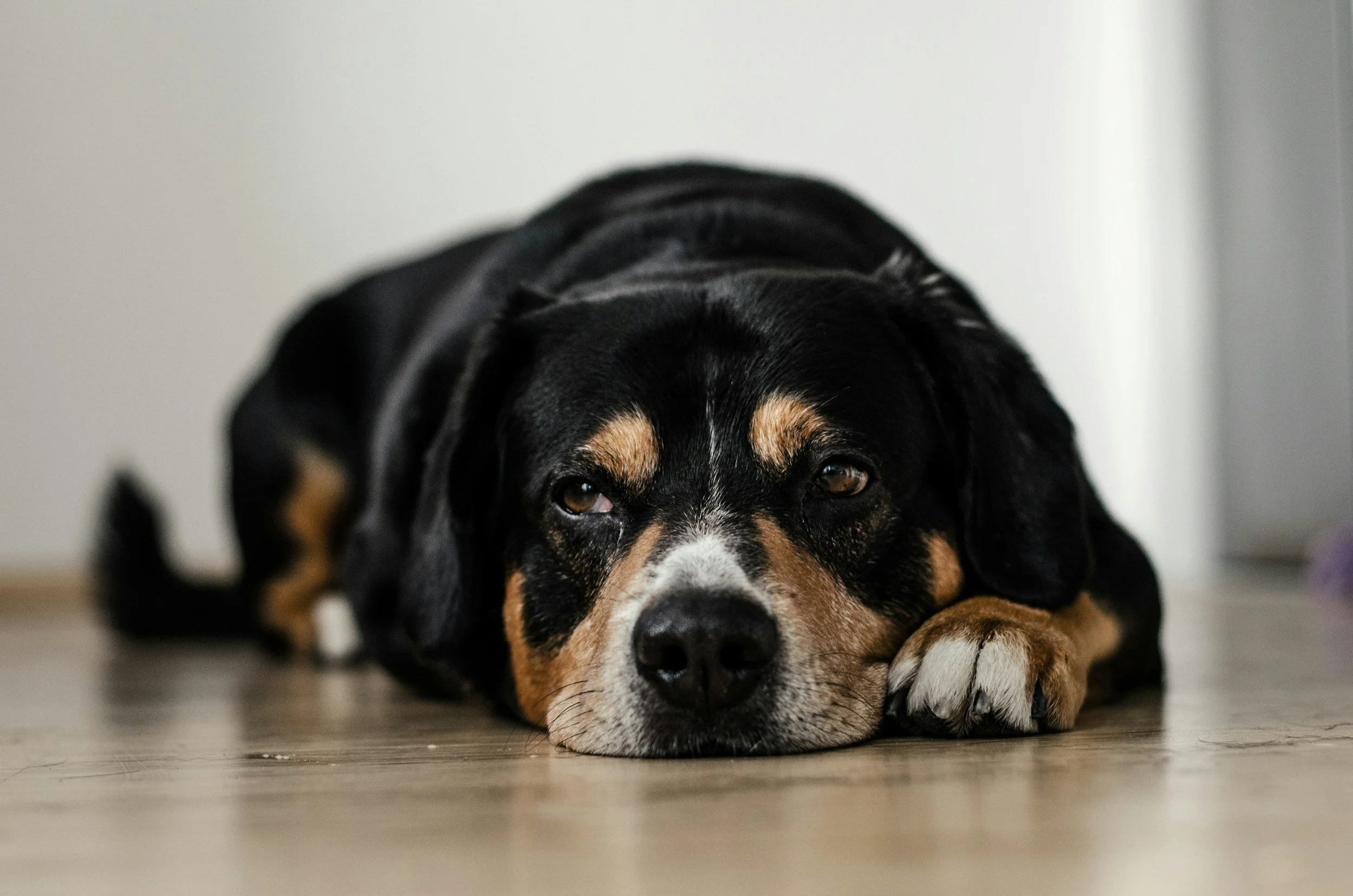 Concerned dog after a stress-related flare involving digestion, itching, or pancreatitis symptoms.