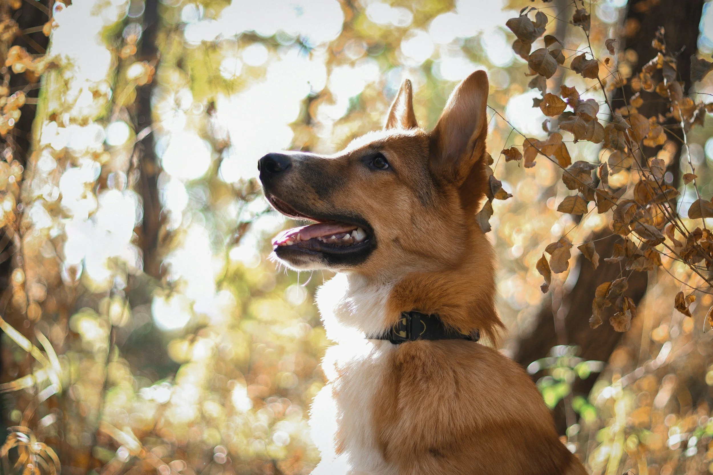 Mast Cell Tumors in Dogs