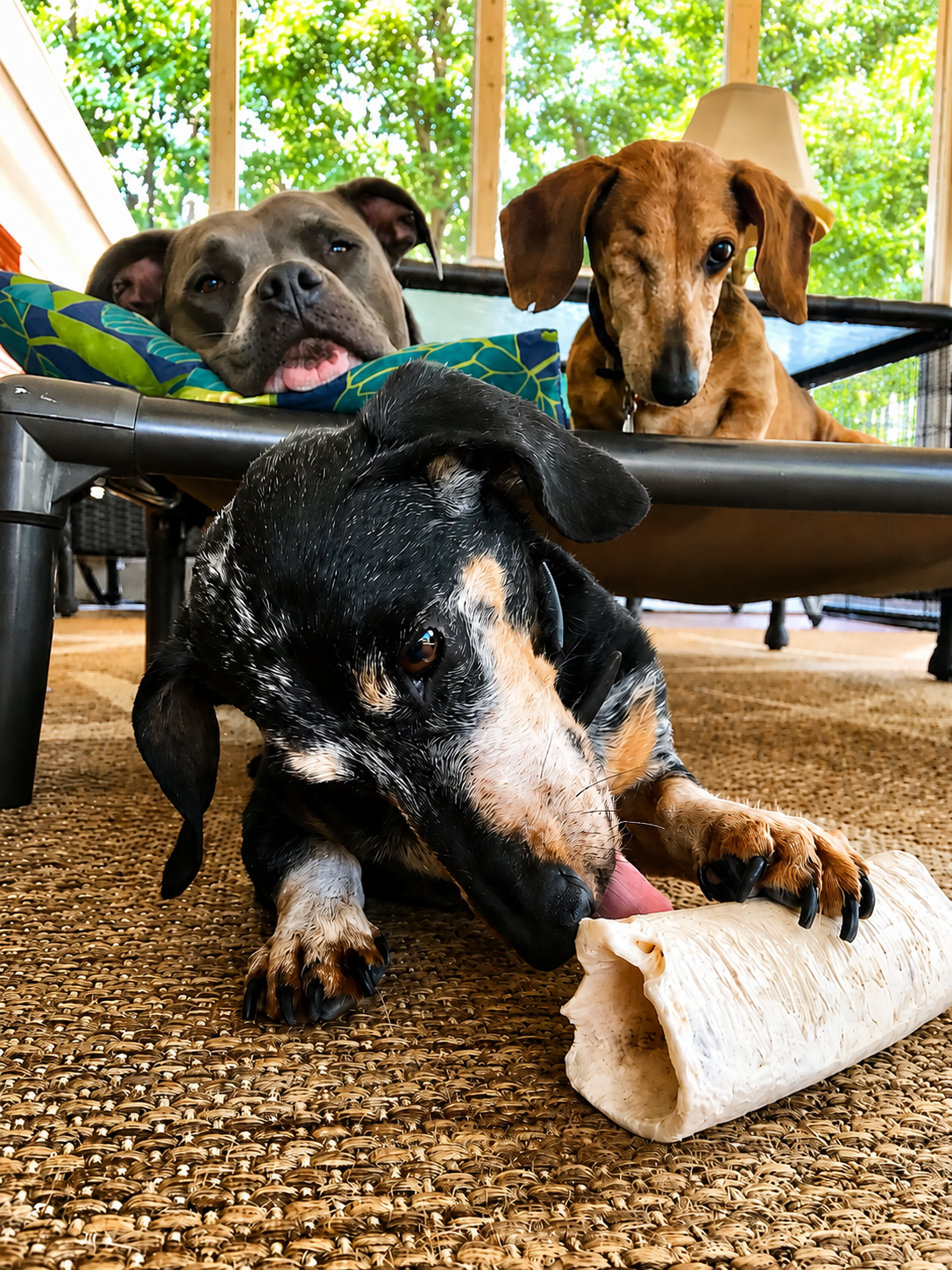 What My 20-Year-Old Dachshunds Taught Me About Proactive Health