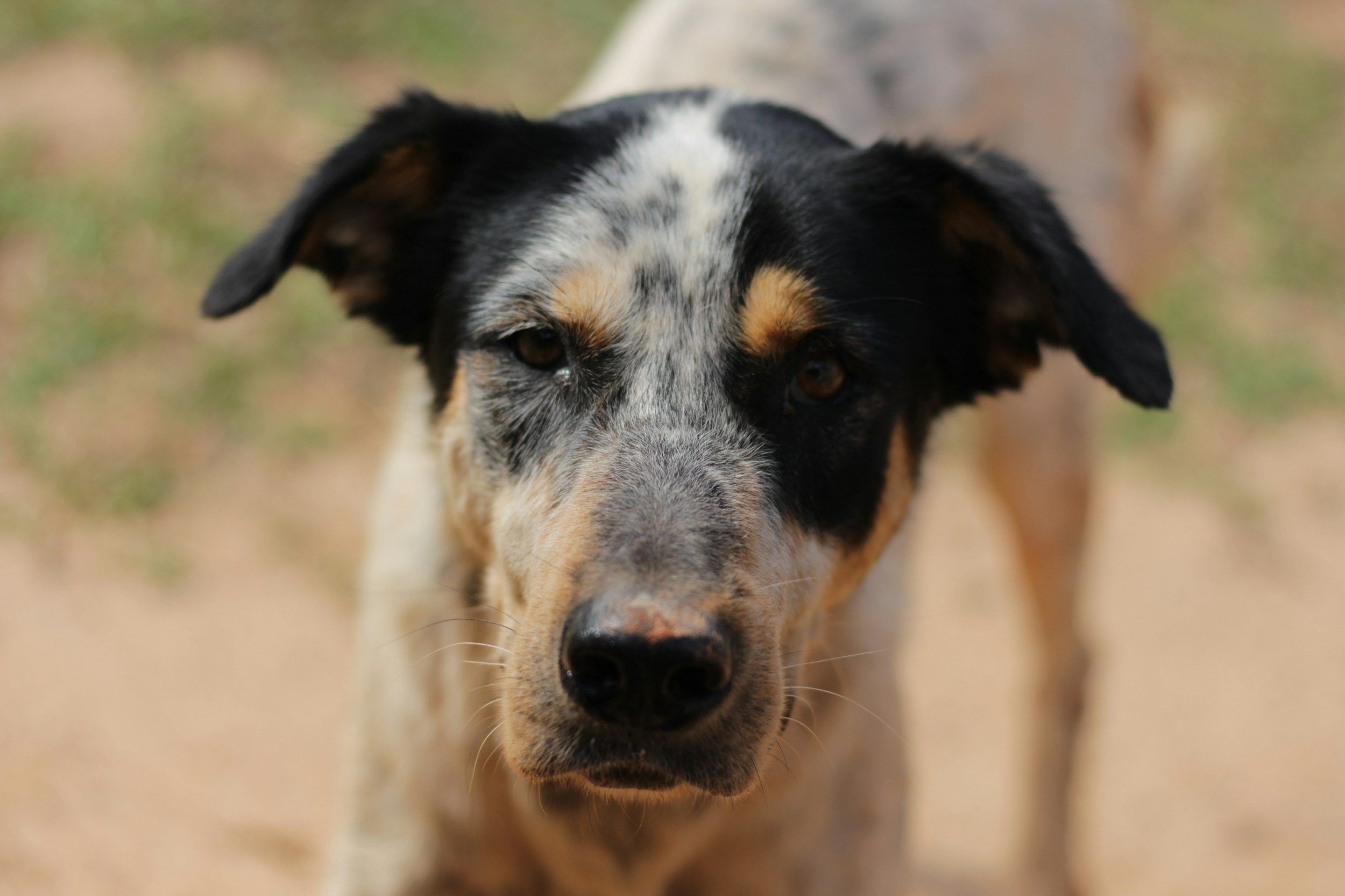 Mast Cell Tumors in Dogs: Prevention, Symptoms, Diagnosis and Natural Support