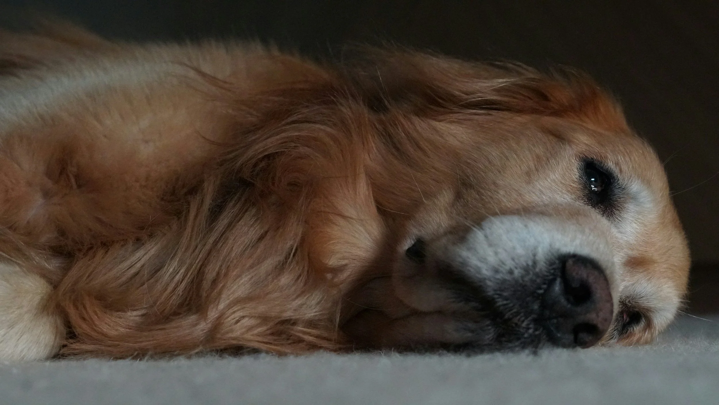 When Your Dog Is Not Himself: What to Do While You Figure Out What Is Wrong