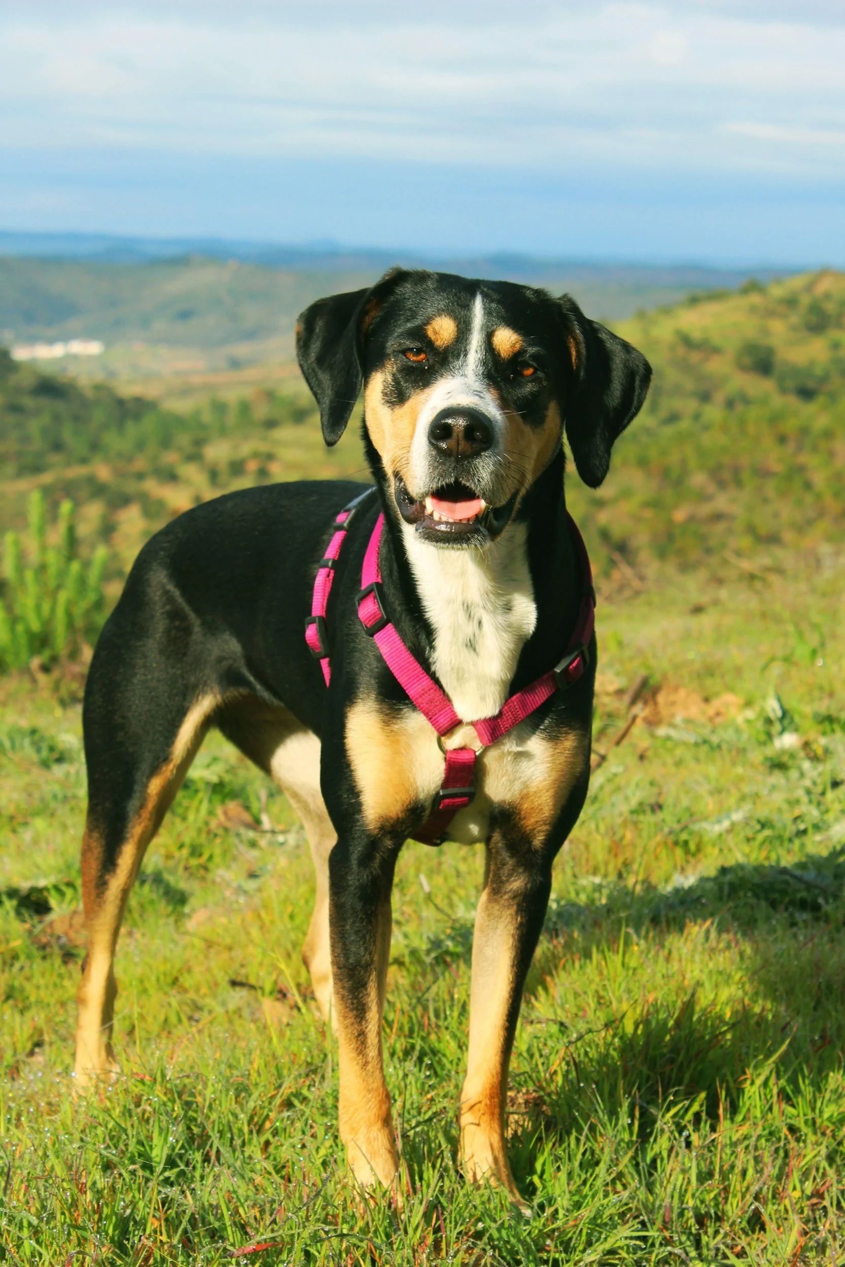 Mast Cell Tumors in Dogs: What They Are, What to Watch For, and How to Support the Whole Dog