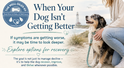 Why Your Dog Isn’t Getting Better: When Standard Care Isn’t Enough