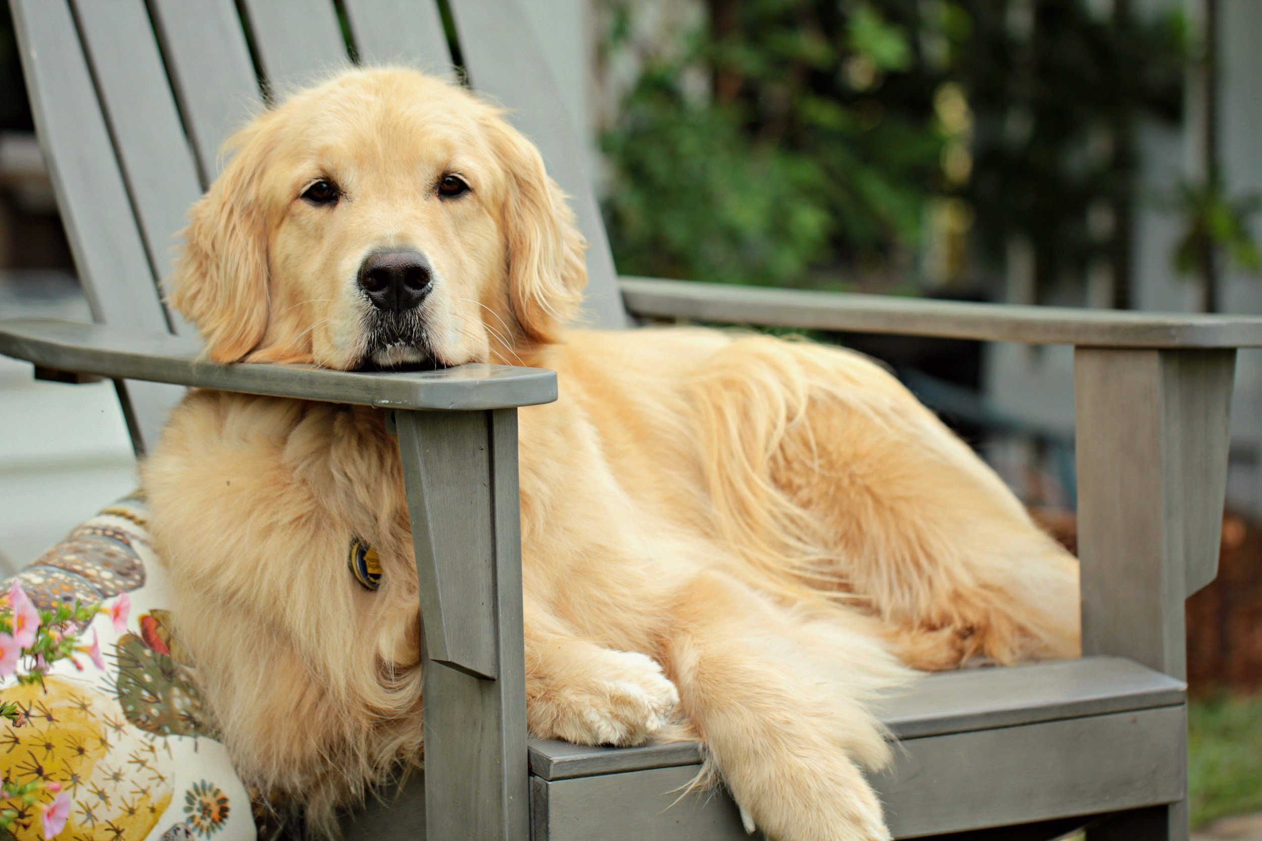 Elimination Diet for Dogs: How to Identify Food Sensitivities Without Guessing