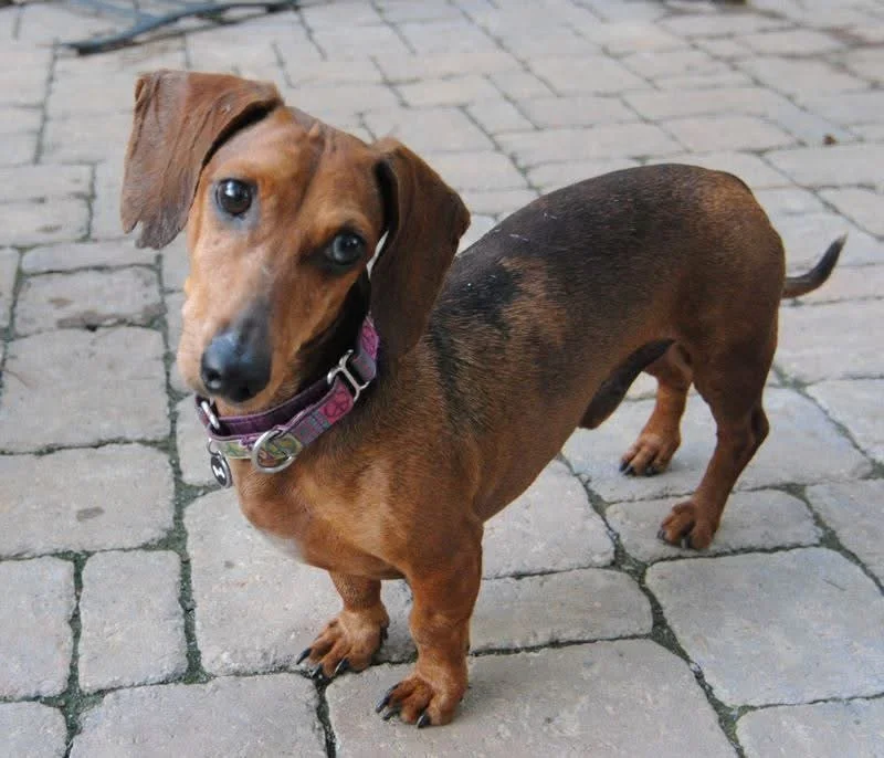 Mistletoe Therapy for Dogs With Cancer: What Pet Parents Need to Know