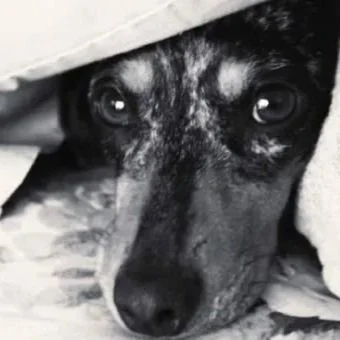 DMSO for Dogs: Benefits, Risks and Safe Use