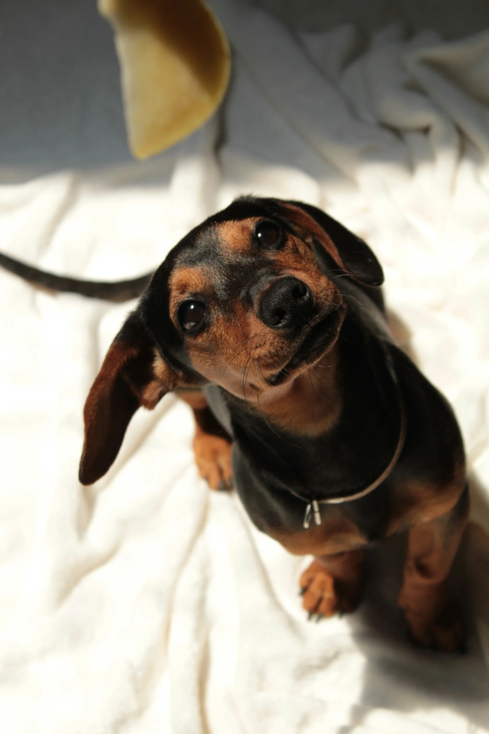 Why Won’t My Dog Relax? Over-Arousal, Hypervigilance &amp; Learning to Settle