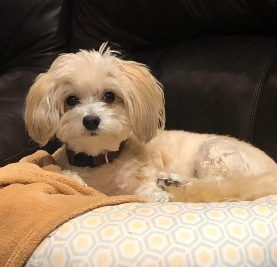 Dana Brigman in-home boarding and pet sitting north myrtle beach