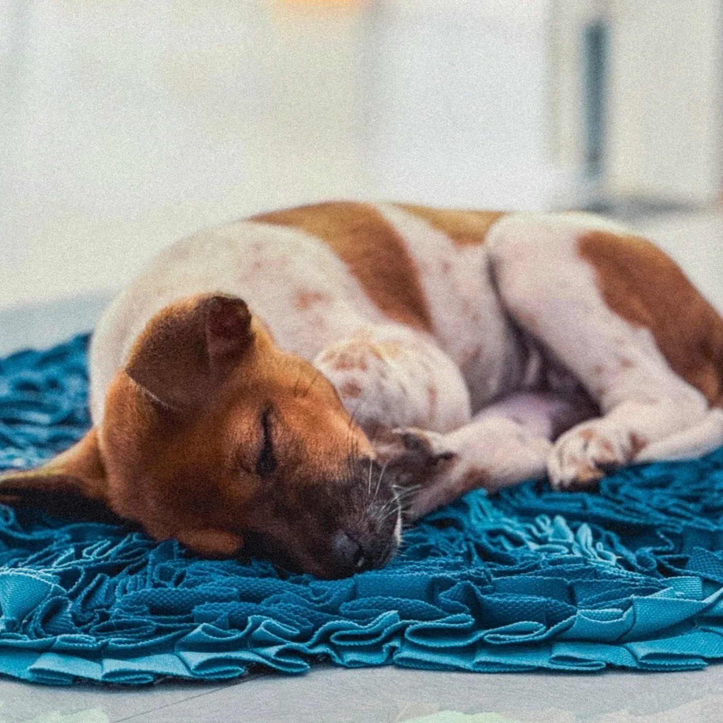 Sleep  Aggression in Dogs