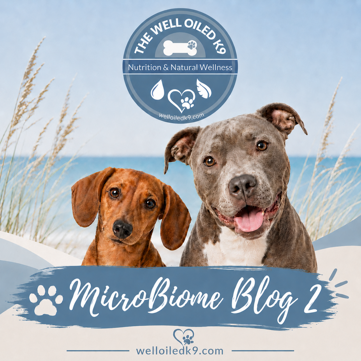 Could Your Dog’s Gut Be Behind the Itching, Yeast, Diarrhea, and Allergies?