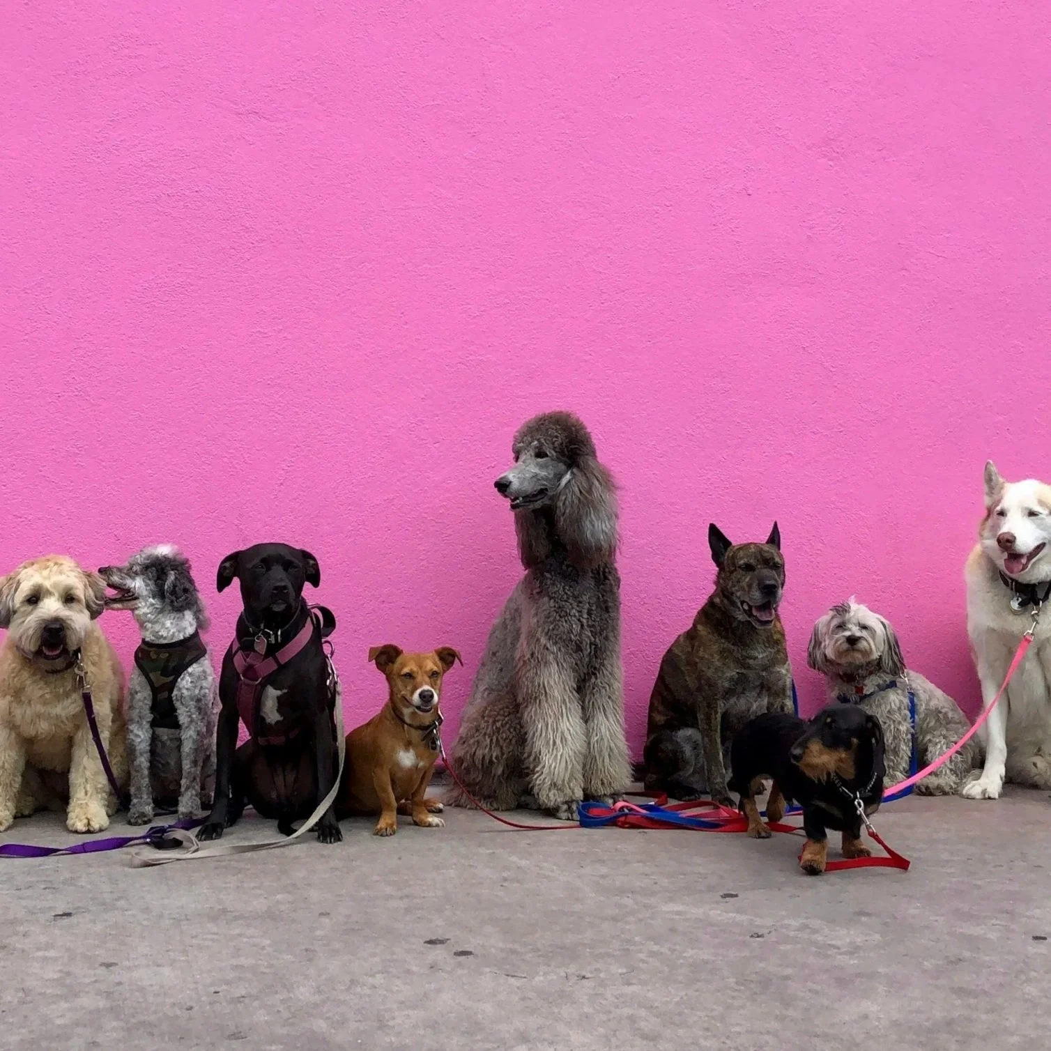 Veterinary Behaviorist vs Dog Behavior Coach