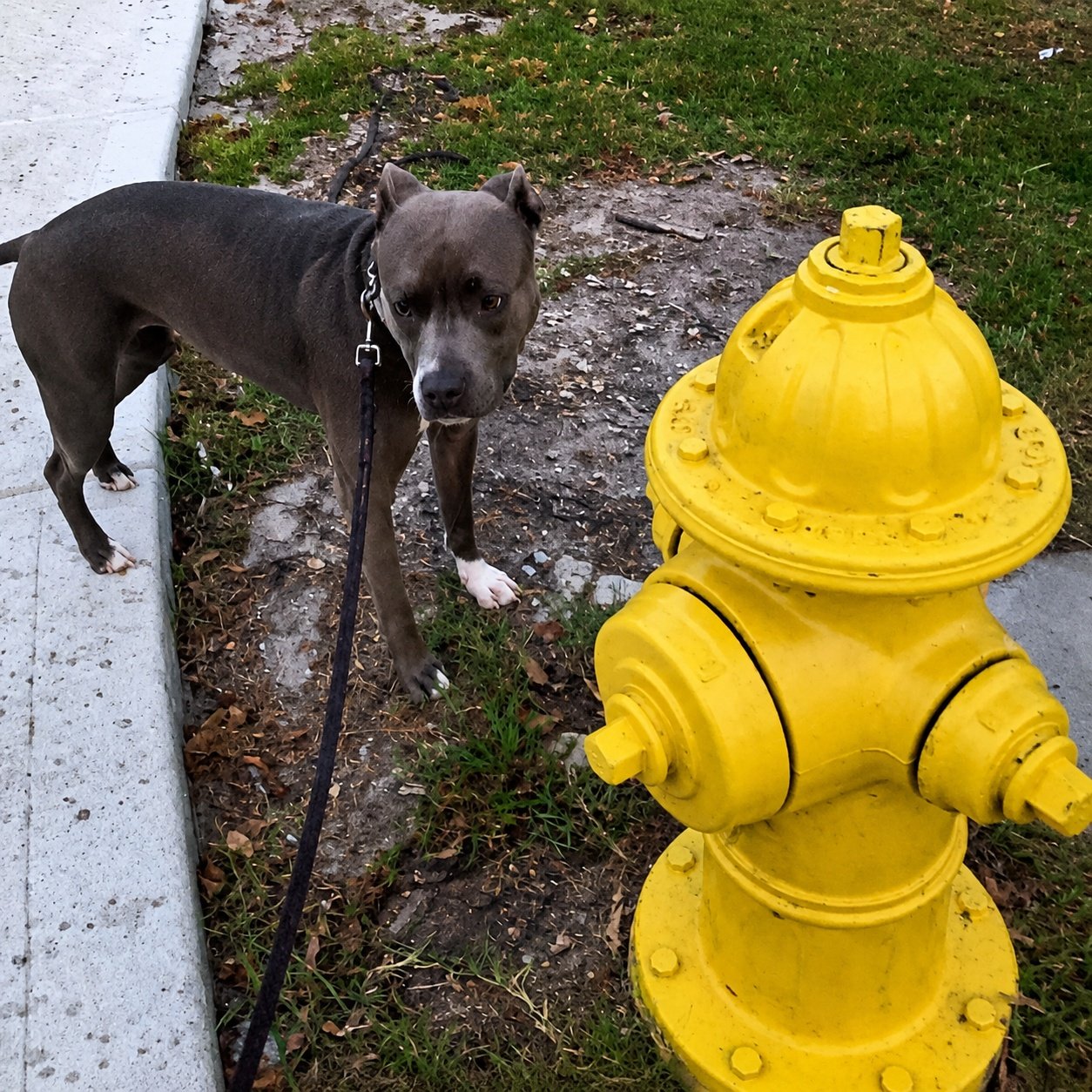Gray dog sniffing a fire hydrant