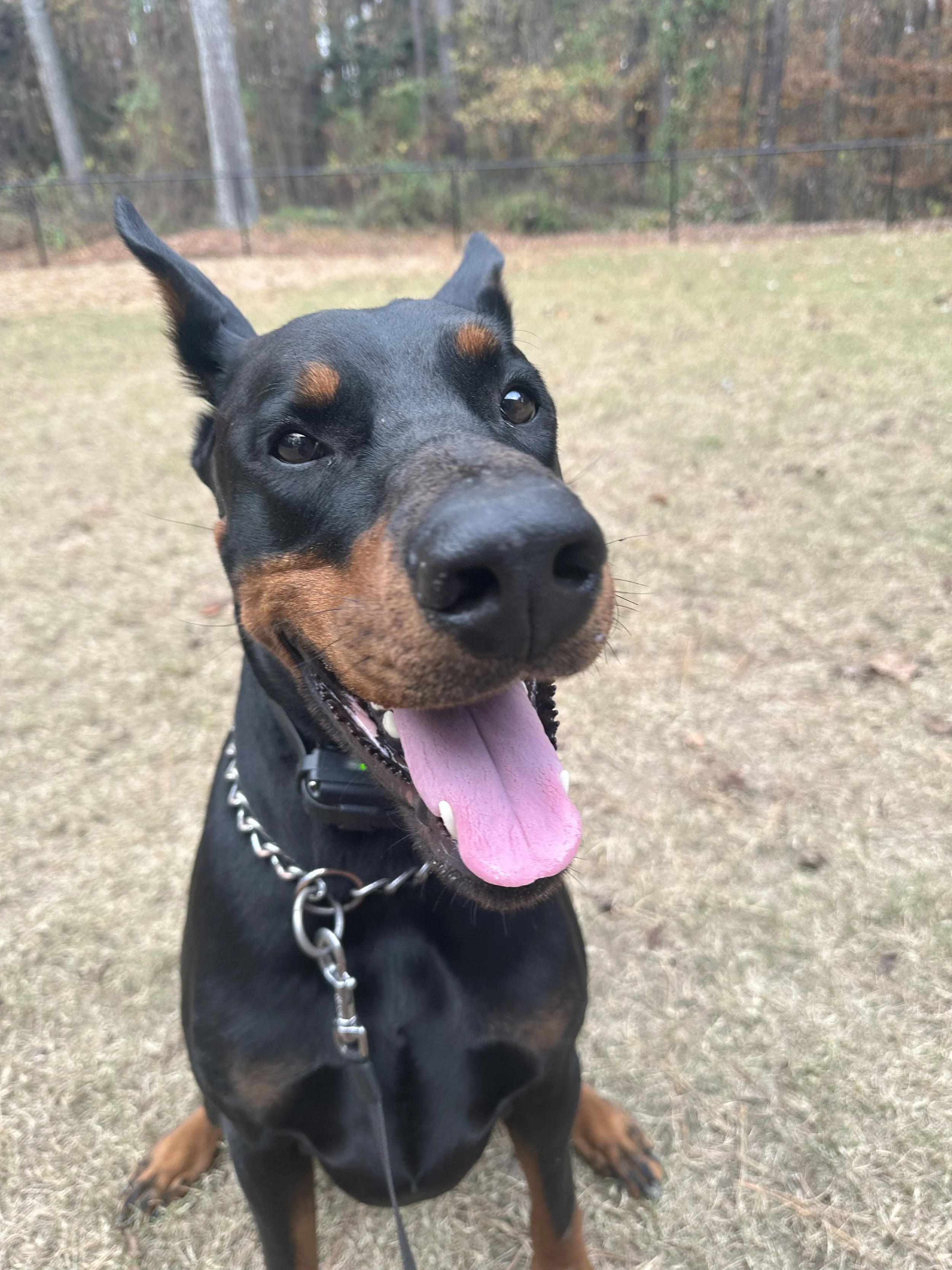 doberman