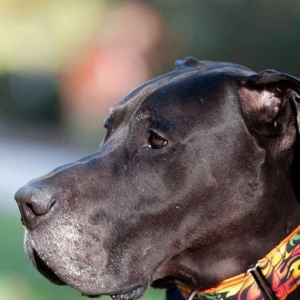 Vincent Allen Awesome Pants -- My Dane Who I  Saved from Bloat