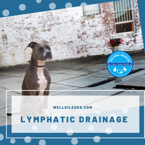 Lymphatic-Drainage.png