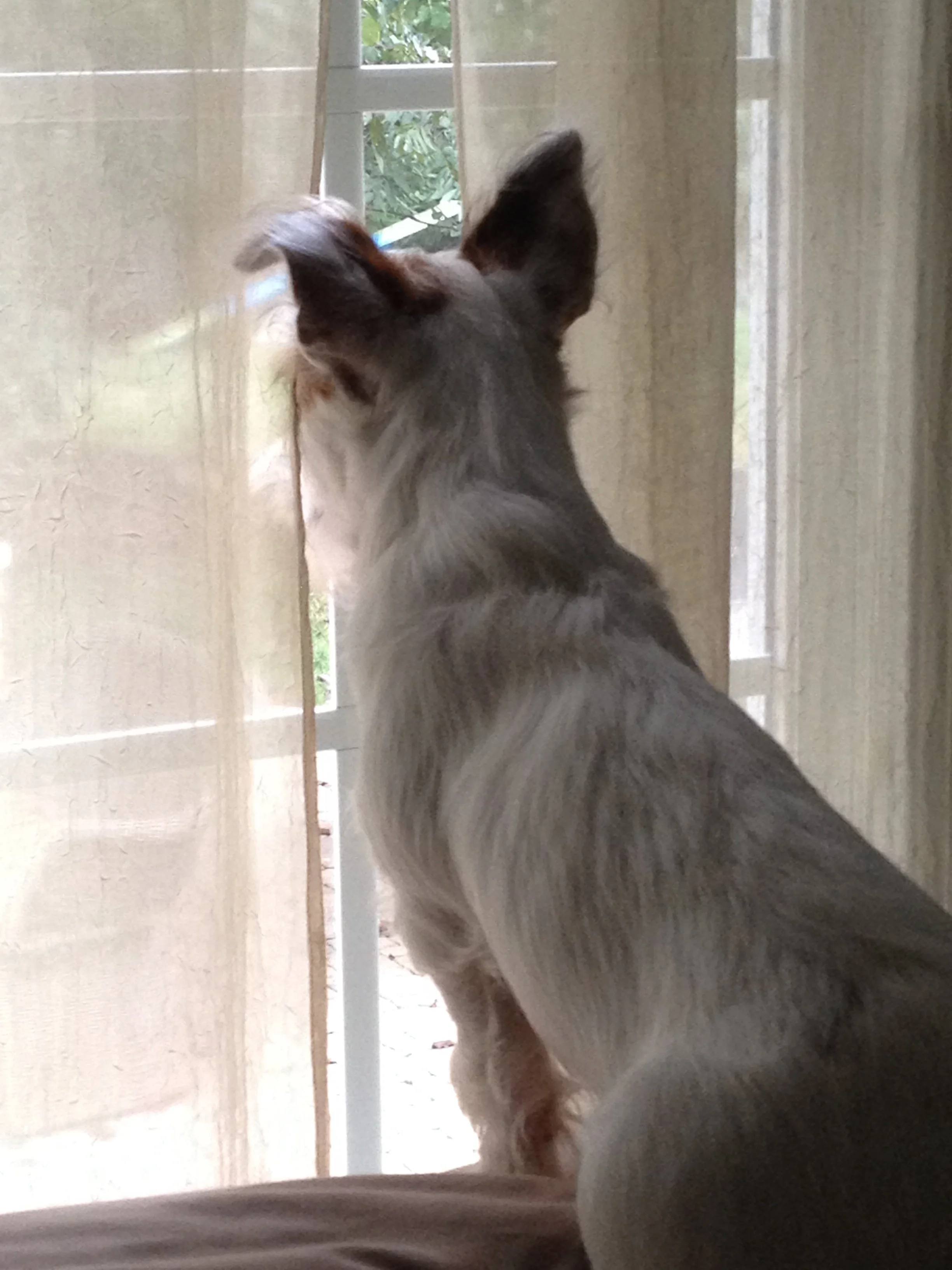 Your Dog Calmed Down—but Did His Nervous System?