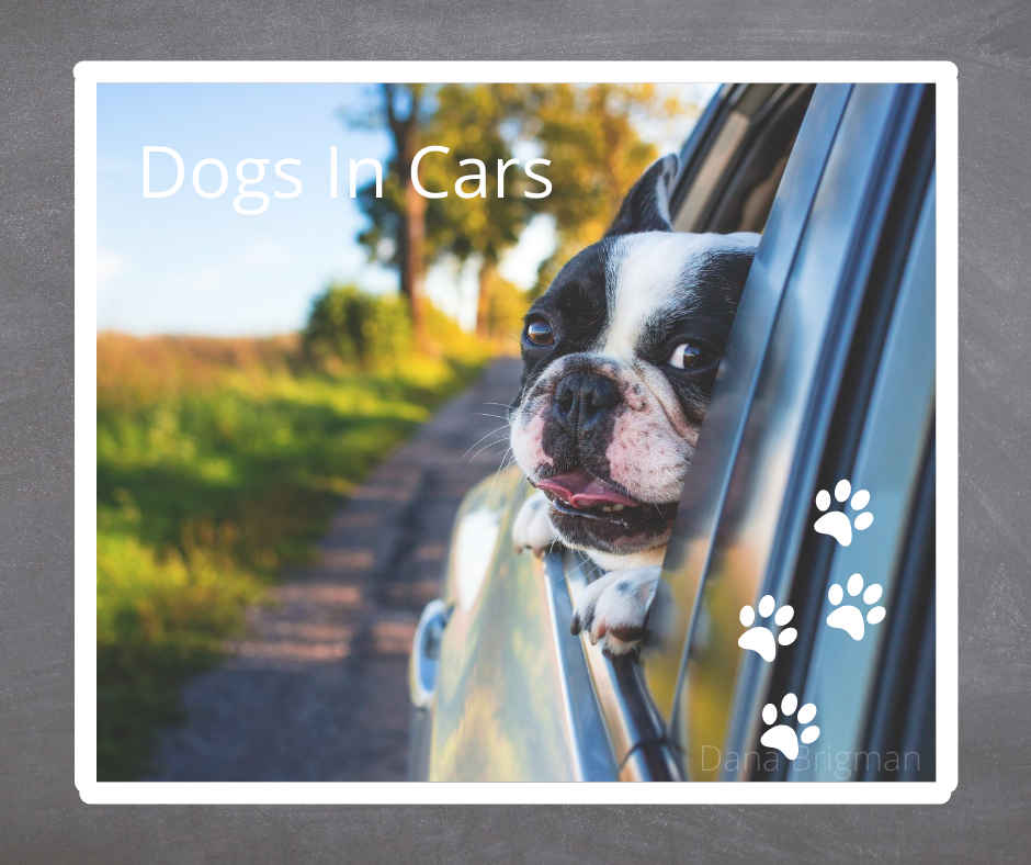 dogs in cars.png