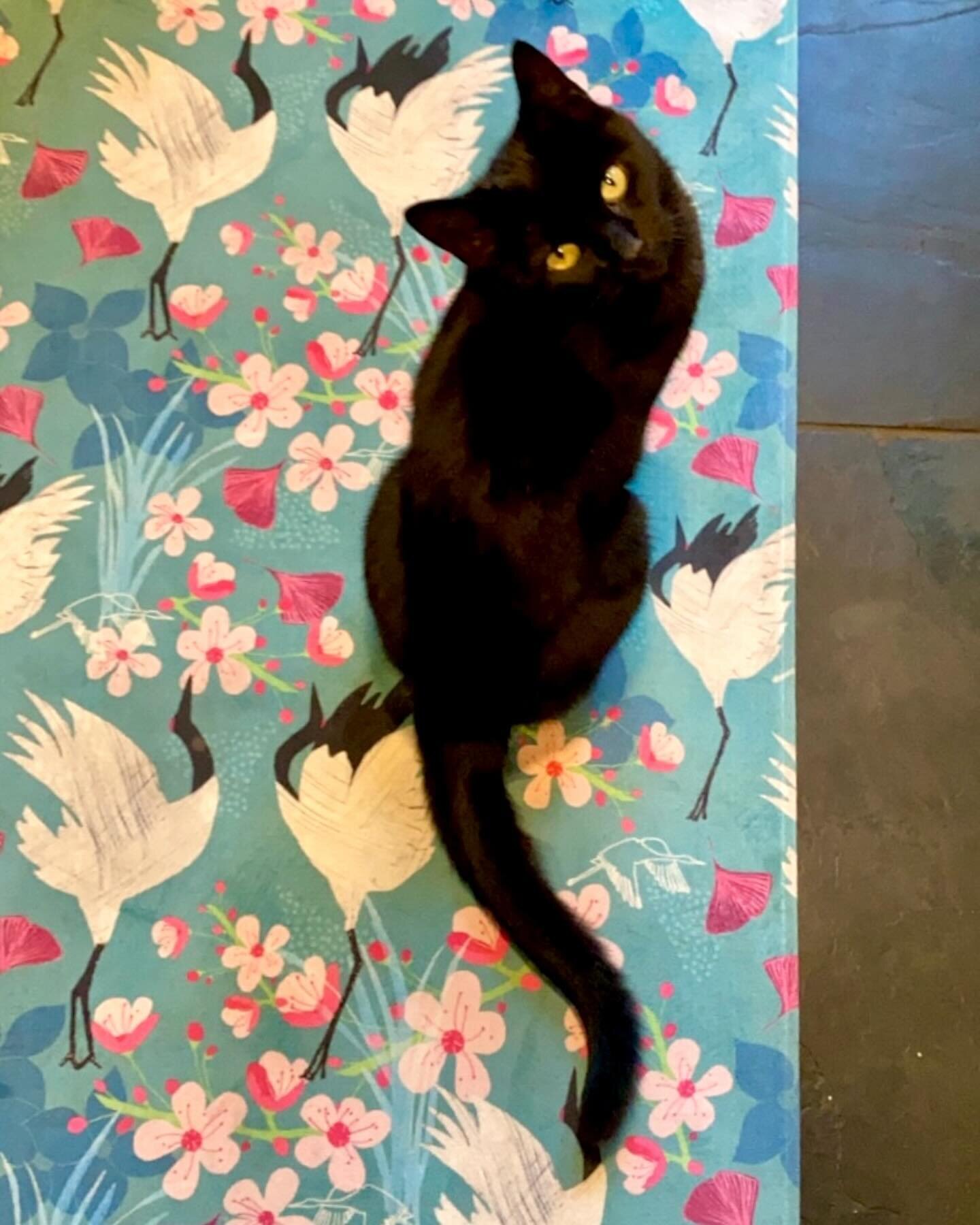 If there&rsquo;s something on the floor, Minxy&rsquo;s going to sit on or in it. 🐈&zwj;⬛ 

New rug and runner designs are inbound! They are super popular and I for one can vouch for how fabulous they are - a quick hoover, and they come up a treat! 
