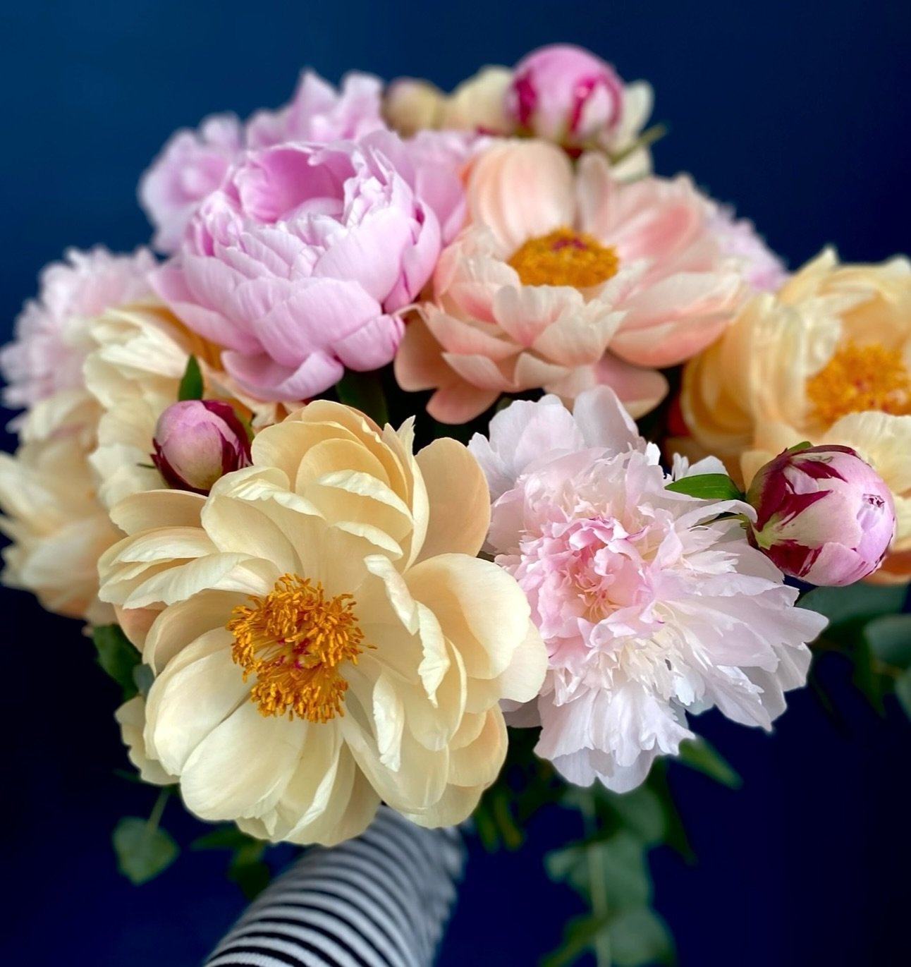 The beauty of peonies. In so much awe of these fluffy beauties. These bloomed from a deep pinky red to orange, then finally to a pale yellow - and the blooms were huuuge!(I&rsquo;ve shown it here in reverse). Just magical&hellip;.

.
.
.
.
.

#peonie
