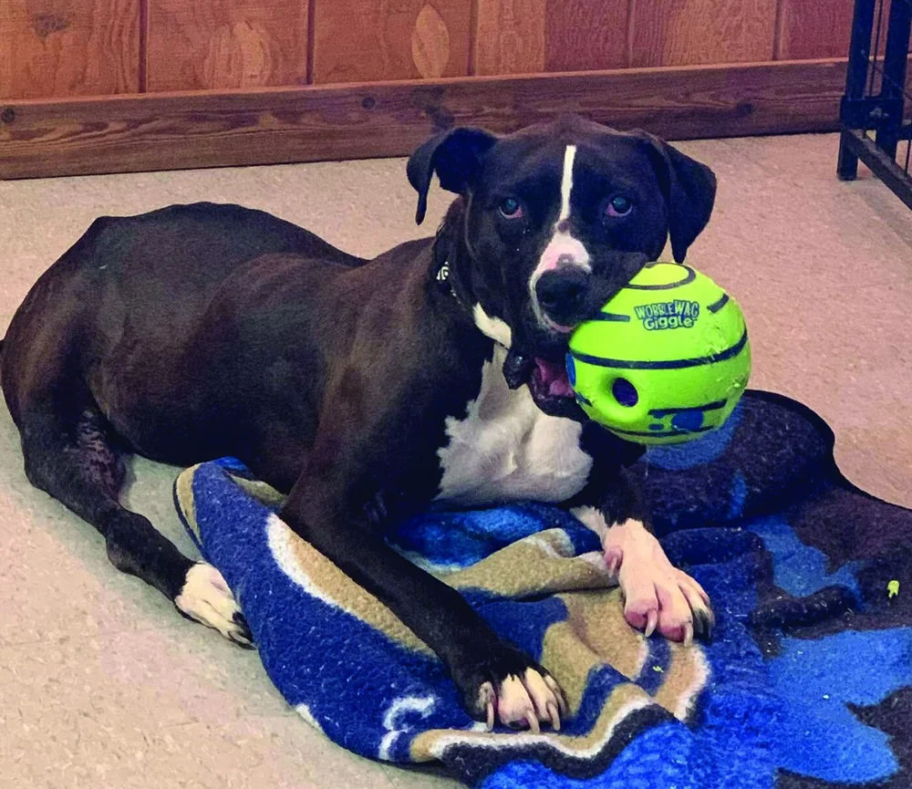 Donate — Randy's Rescue Ranch