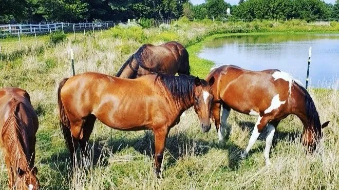 Randy's Rescue Ranch