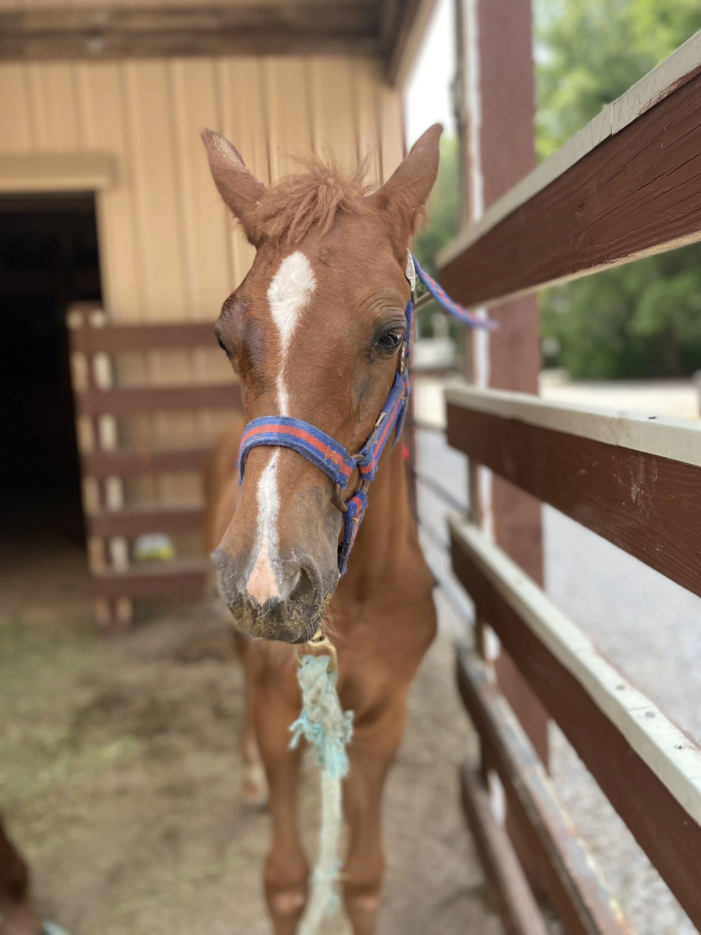Fundraising & Donation Drives — Randy's Rescue Ranch