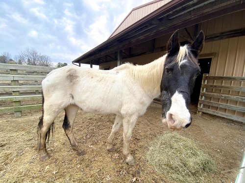 Donate — Randy's Rescue Ranch