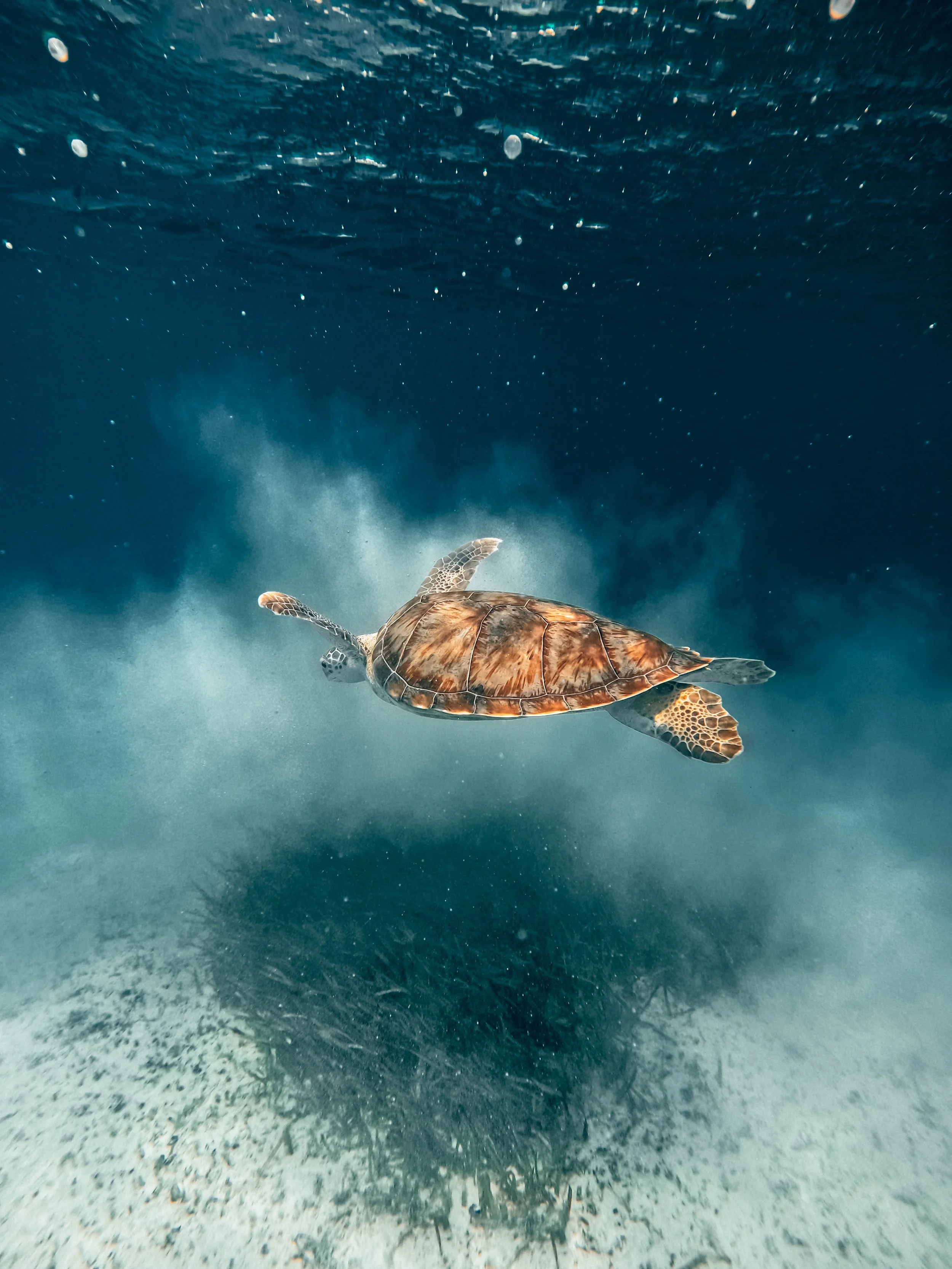 Turtle Shell Color.JPG