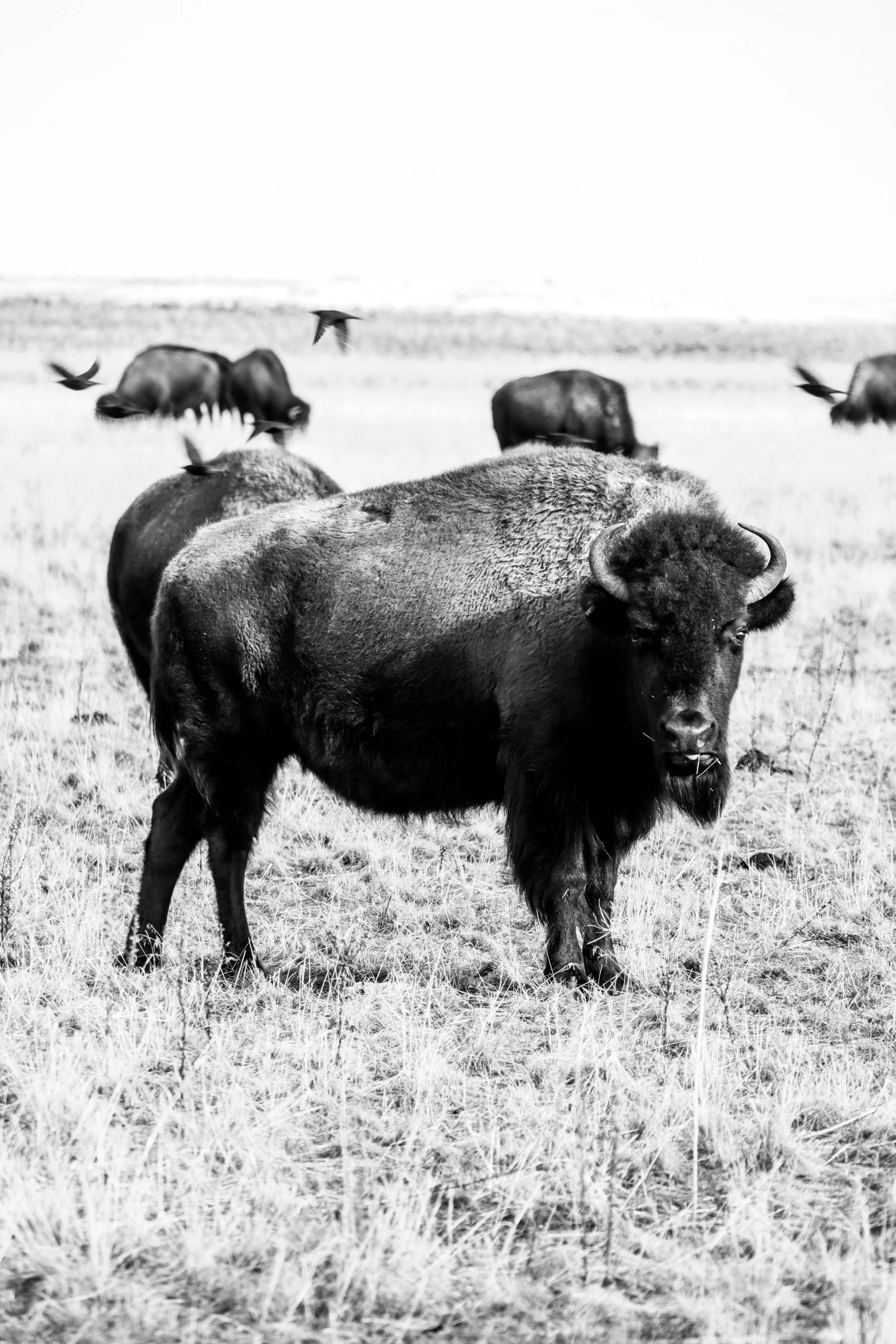 Canon Bison Finals-19.JPG