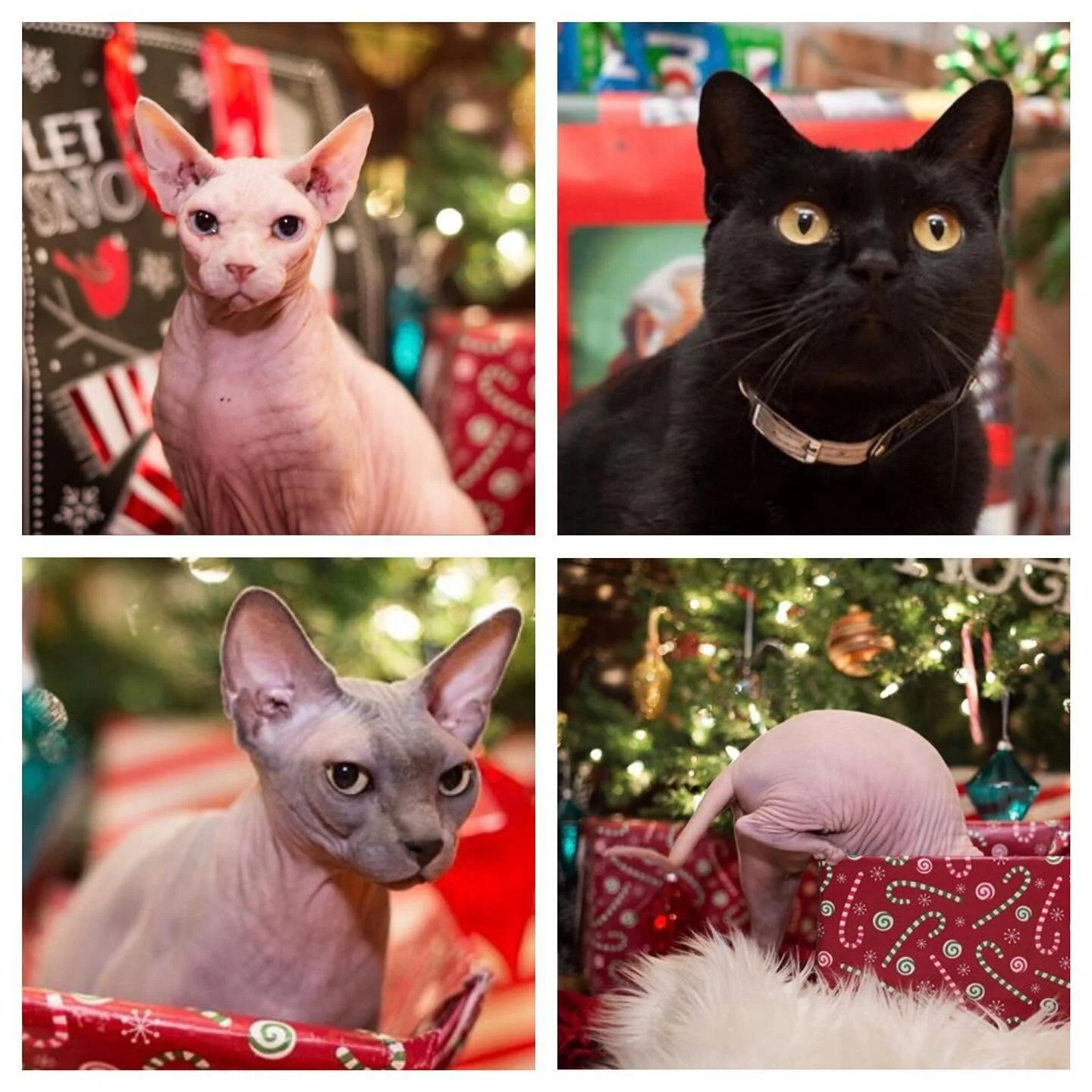 Merry Christmas from us and the girls #nosleeptillcosplay #sphynx #sphynxcat #carsofinstagram #sphynxofinstagram