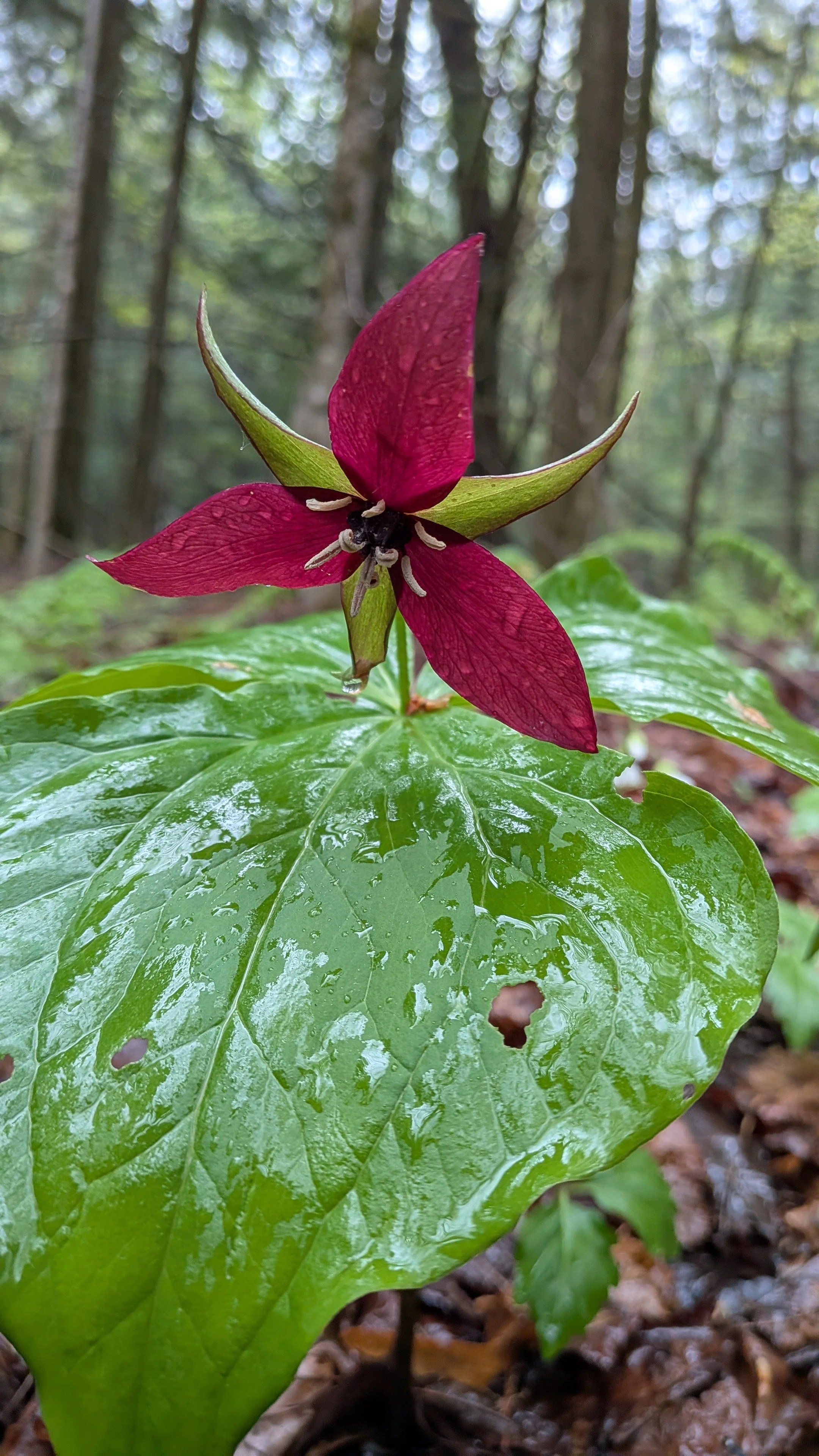 Forest Bathing and Nature Hike With Georgia