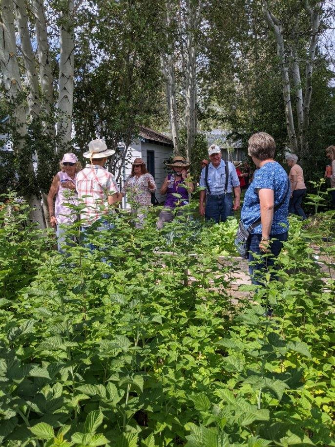 lostin raspberries.JPG