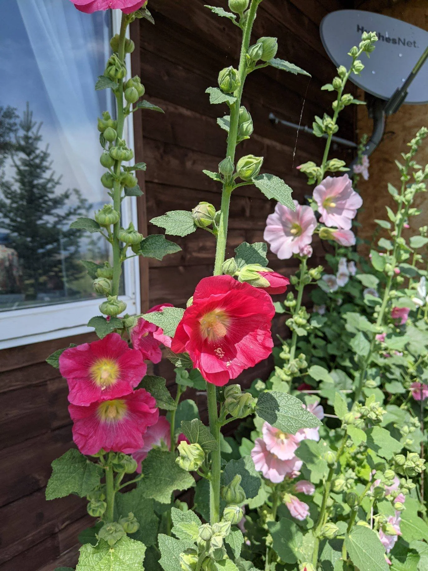 hollyhocks.JPG