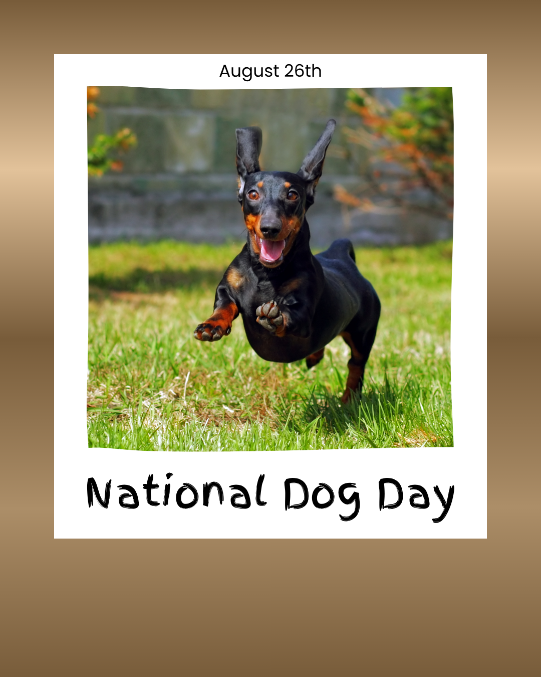 National Dog Day 8.26.25 #1