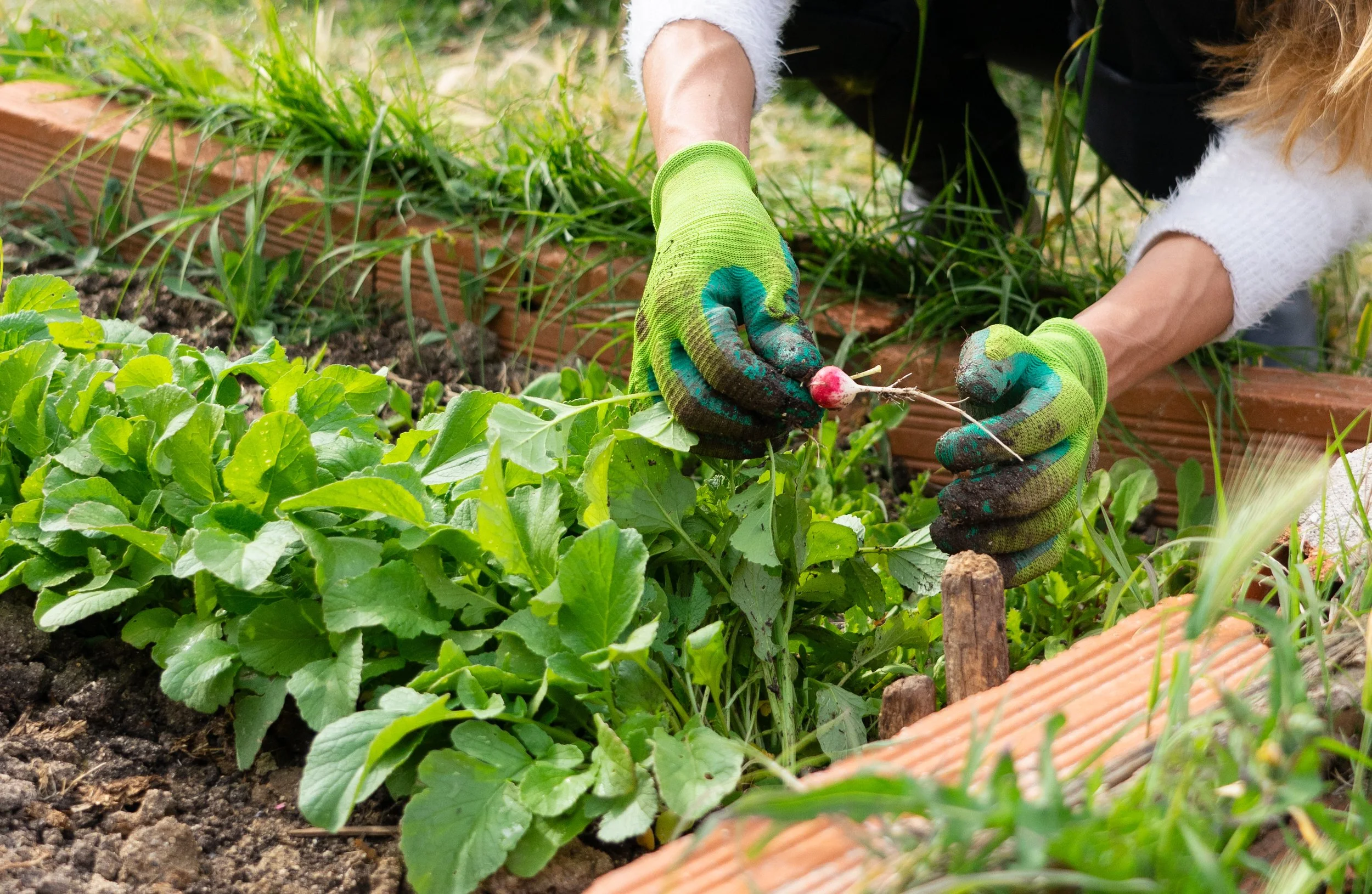 A Beginner’s Guide to Growing Your Own Food