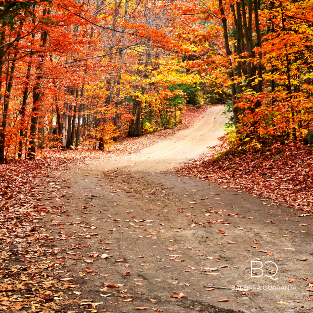 A dirt path winding through a forest with brightly colored autumn leaves in shades of orange, red, and yellow.
