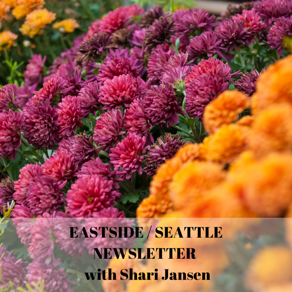 Close-up of pink, purple, and orange chrysanthemums in a garden.