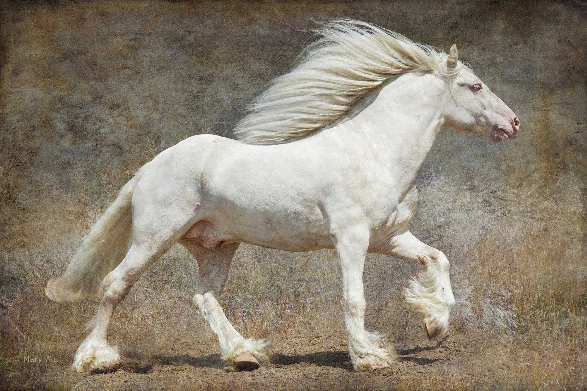 Gypsy Vanner Stallion: On the Run #7
