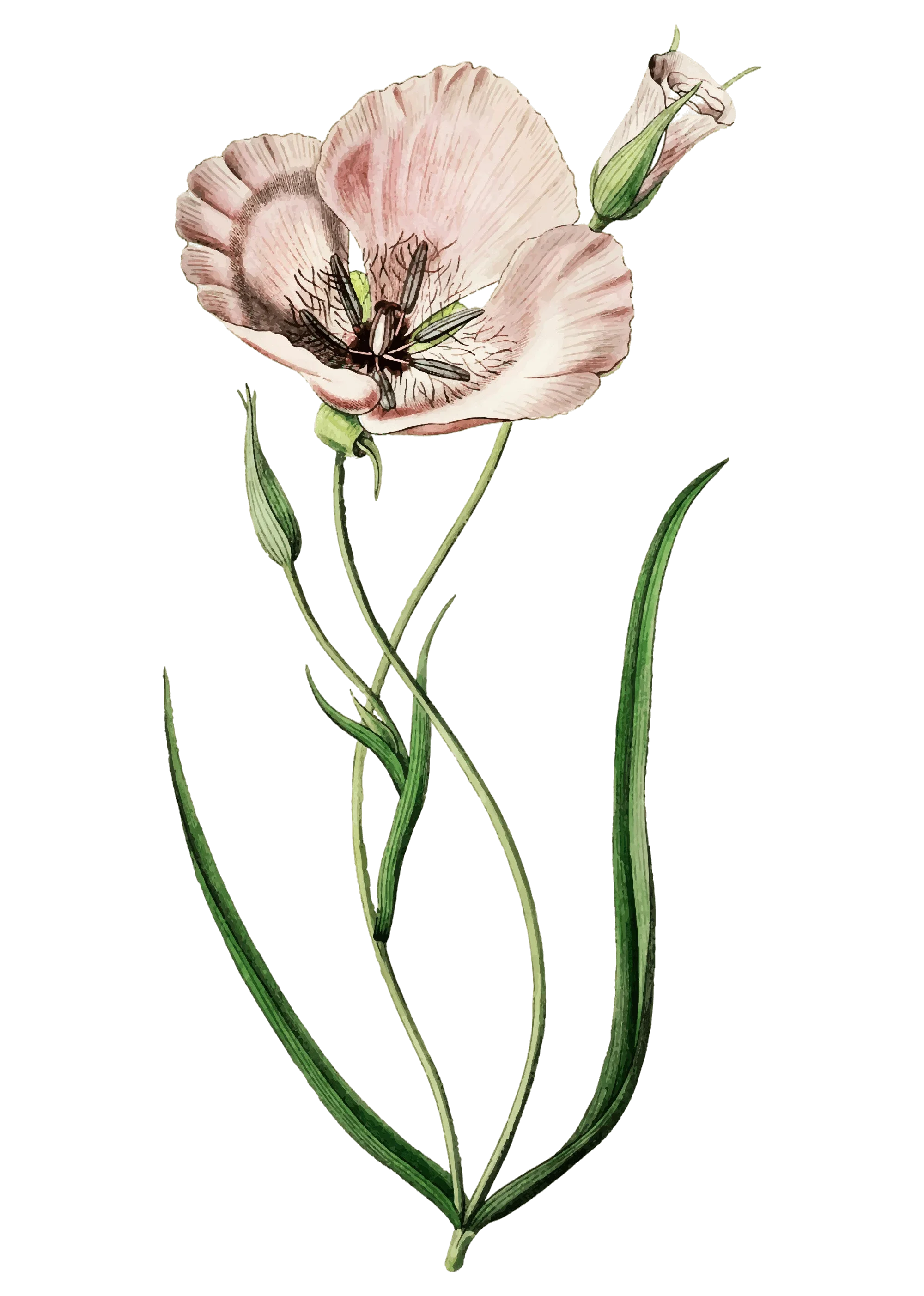 lilly-stilpointherapy-therapist-las-vegas